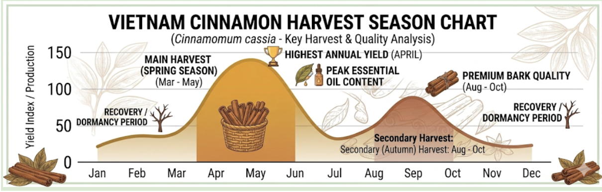 Vietnam Cinnamon Harvest Season Chart