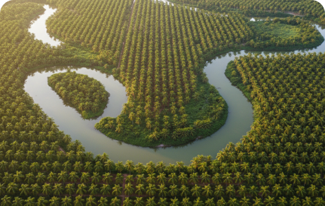 Organic Coconut Plantation