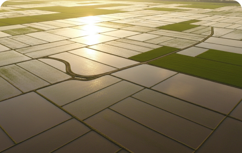 Sustainable Rice Paddies